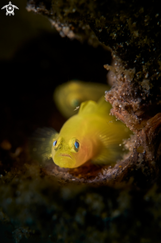 A GOBY