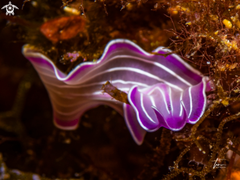 A Pink Flatworm