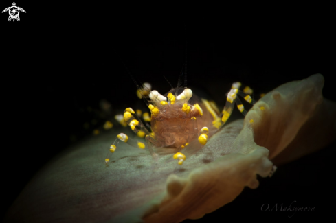 A Hidden Corallimorph Shrimp (Pliopontonia furtiva) 