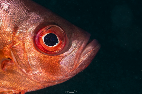 A Priacanthus arenatus | Big eye