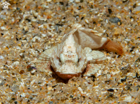 A Bigscale Scorpionfish