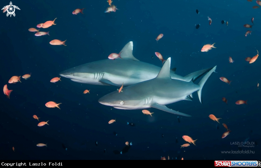 A Grey reef sharks 
