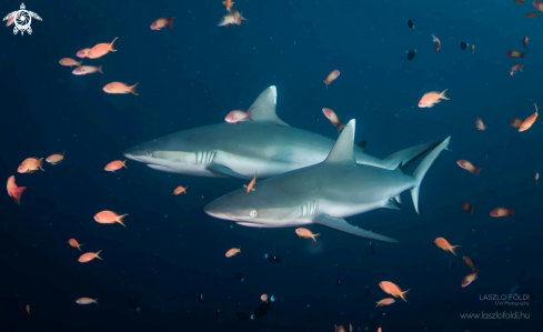 A Grey reef sharks 