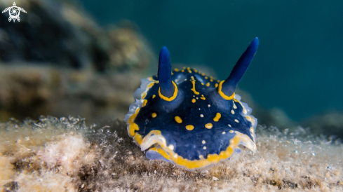 A Nudibranch