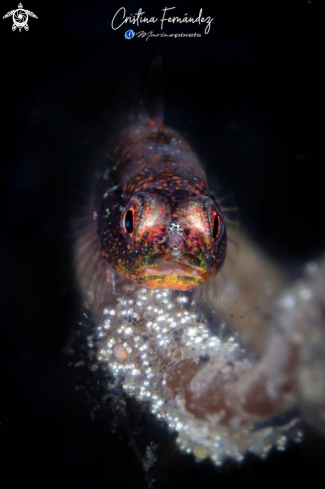 A Goby