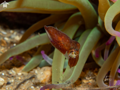 A Dwarf Bobtail Squid