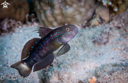 A Goby