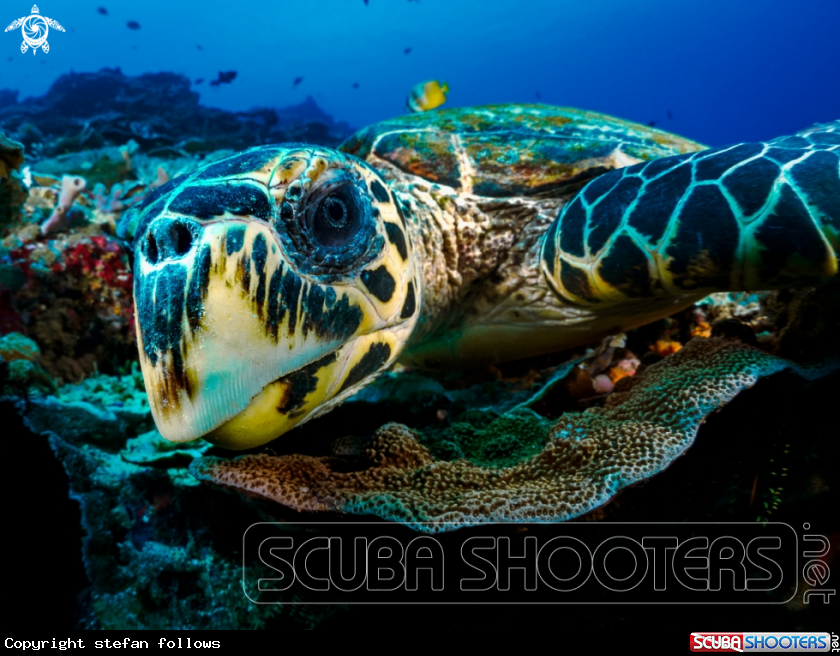 A Hawksbill Turtle