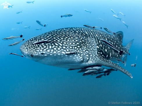 A Rhincodon typus | Whale Shark