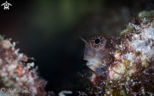 A Blenny