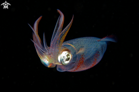 A Alloteuthis subulata 