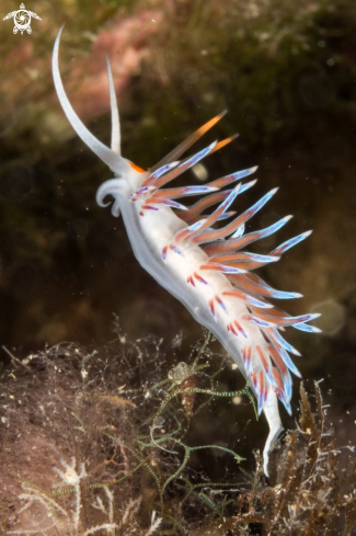 A Cratena Peregrina | Cratena Peregrina nudibranch