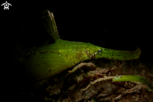 A GHOST PIPEFISH