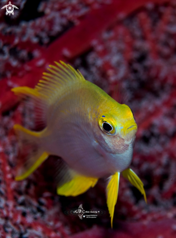 A Golden Damselfish 