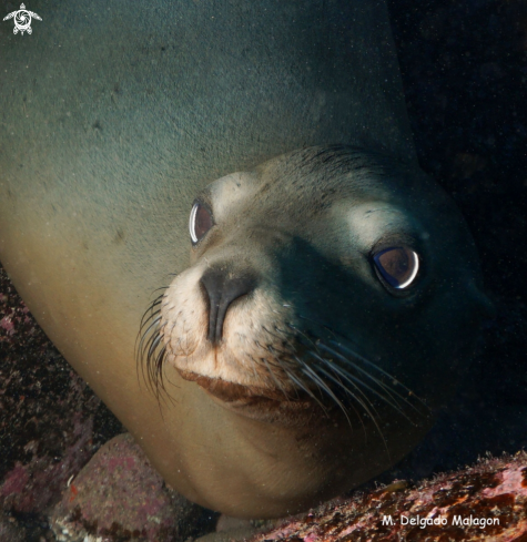 A Sea lion