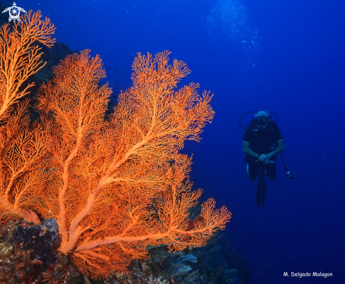 A Sea fan