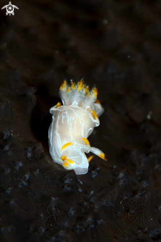 A Polycera faeroensis (type B)