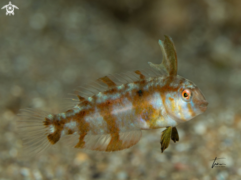 A Pearly Razorfish