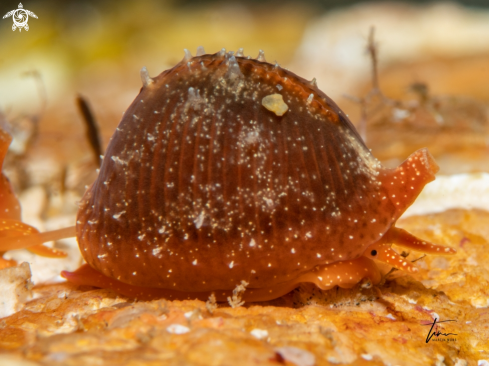 A Northern Cowrie