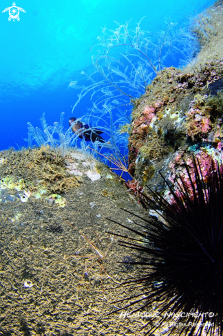 A underwater creature