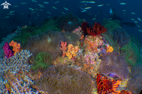 A Corals on the rock