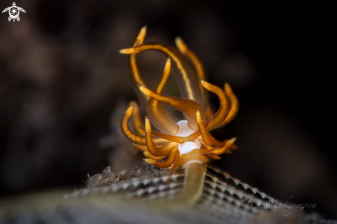 A Nudibranch Trinchesia acinosa    