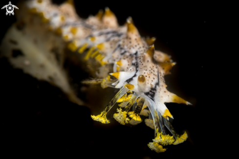 A Sea cucumber