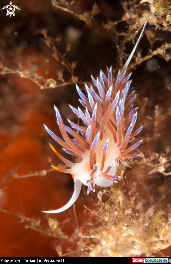 A Cratena Peregrina nudibranch