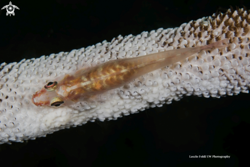 A Whip coral goby 