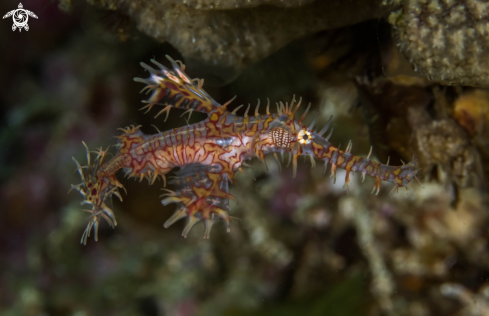 A Ghost pipefish 