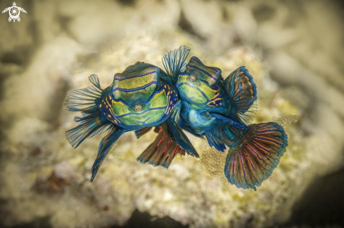 A  Synchiropus splendidus | mandarin fish 