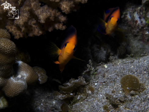 A Hotumatua Angelfish