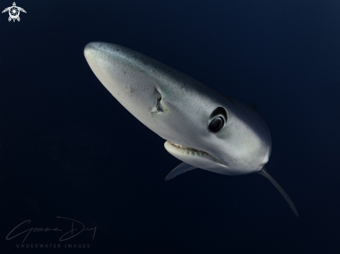 A Blue Shark