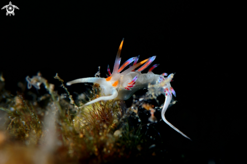 A Cratena peregrina