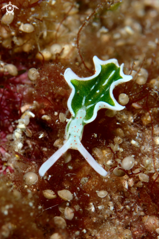 A Elysia timida | Sap-sucking sea slug