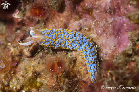 A Nudibranch