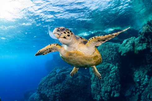 A Hawksbill turtle