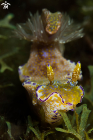 A Nudibranch