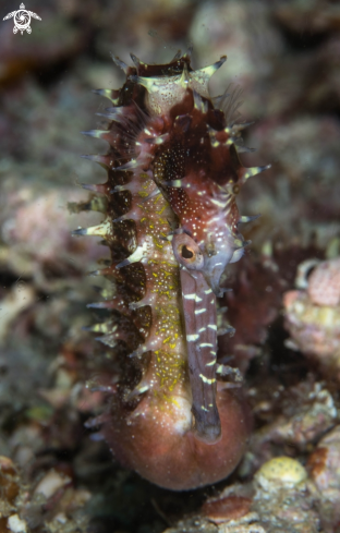 A Seahorse 