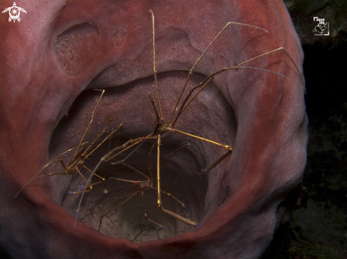 A Yellowline Arrow Crab