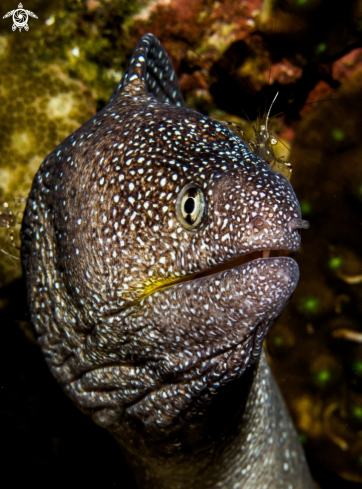 A underwater creature