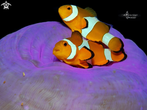 A Clownfish