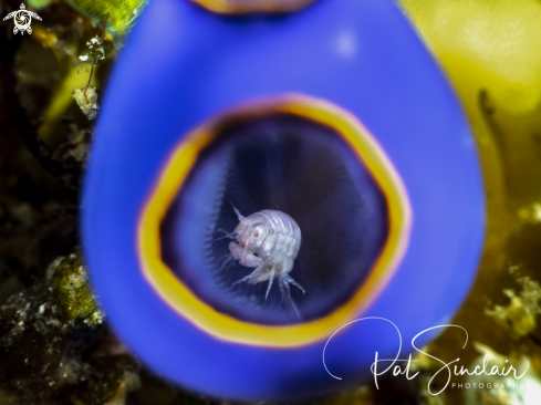 A amphipod in tunicate