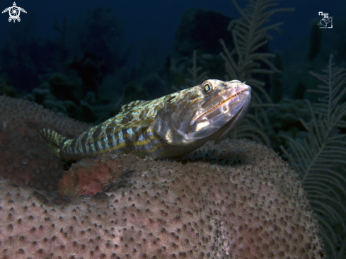 A Sand Diver