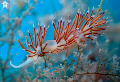 A Cratena Peregrina