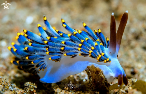 A Trinchesia sp. | Seaslug