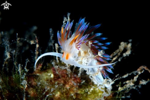 A Cratena peregrina nudibranch