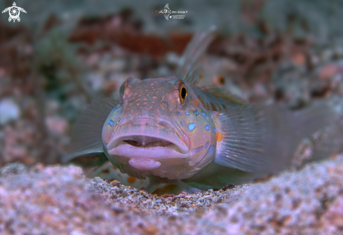 A Valenciennea puellaris (Tomiyama, 1956)  | Orange Spotted Goby