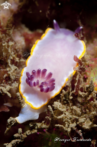 A nudibranch