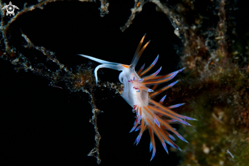 A Cratena peregrina | Cratena peregrina nudibranch